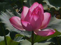 -莲花池公园