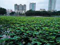 -荔湾湖公园