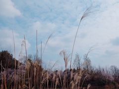 -白鹭湾湿地公园