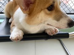 -怪兽屋·羊驼·猫咖·狗咖(俊华广场店)