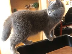 -猫友咖啡店(玉林西路店)