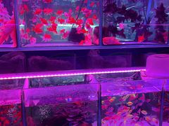 -花鸟鱼虫鲜花绿植市场(玉泉路店)