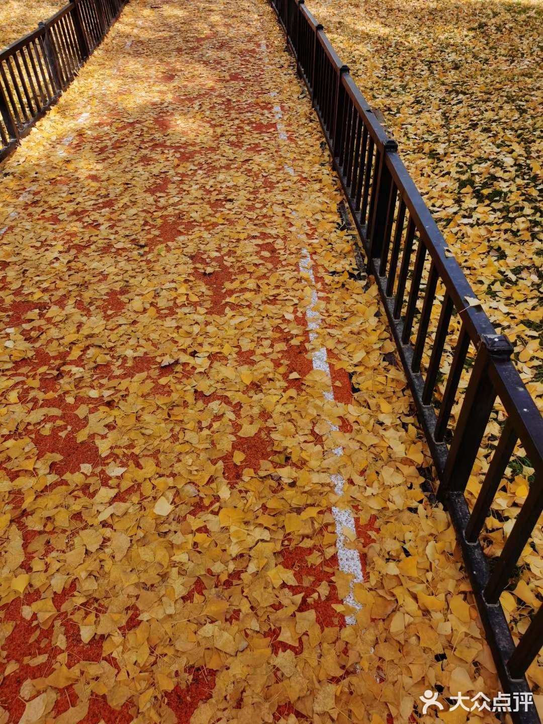 疯狂的金黄色，错过要等一年