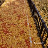 疯狂的金黄色，错过要等一年