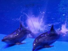 -芜湖新华联大白鲸海洋公园