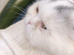 -猫咪咖啡·猫咖(万达广场店)