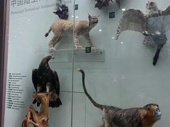 -国家自然博物馆