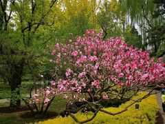 -桃花堤公园