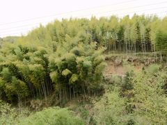 -灵山景区梯田