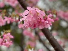 -顾村公园