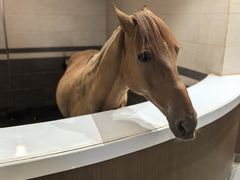 -中国马镇舞马世界主题乐园