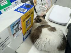 -四月宠物医院·猫专科·心脏专科·内科(转塘店)