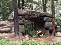-中国大熊猫保护研究中心雅安碧峰峡基地