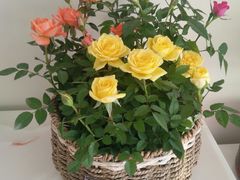 -三圣花乡旅游区