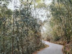 -普洱太阳河森林公园