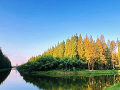 -黄海国家森林公园