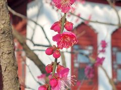 -梅花山(明孝陵内)