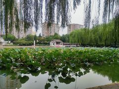 -团结湖公园