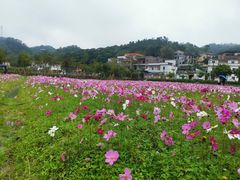 -红山村