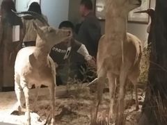 -尕胡才炕锅烤羊肉馆(八一路店)