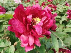 -羊亭河湿地公园