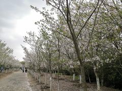 -上海海湾国家森林公园