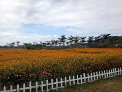 -亚龙湾国际玫瑰谷