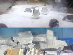 -海合安武汉极地海洋公园