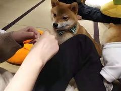 -逗柴咖啡屋·狗咖猫咖宠物桌游