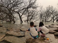 -宝安西湾红树林湿地公园