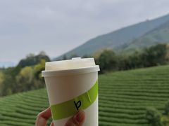 -白茶原·一片叶子