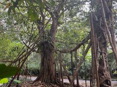 -中国科学院西双版纳热带植物园