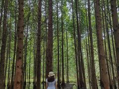 -桤木河湿地公园