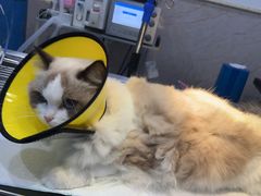 -福懋动物医院·犬猫全科·外科·重症科(杏林分院)