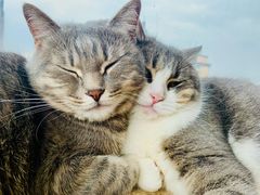 -Catmate·猫肥家润(金润铂宫店)