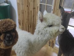 -猫色咖啡·猫咖