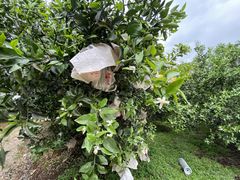 -樱桃山旅游景区