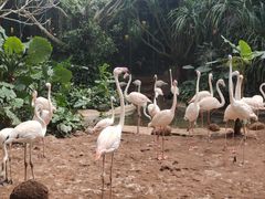 -海南热带野生动植物园