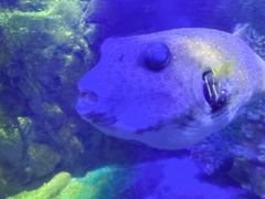 -太平洋海底世界