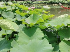 -陈家山荷花公园