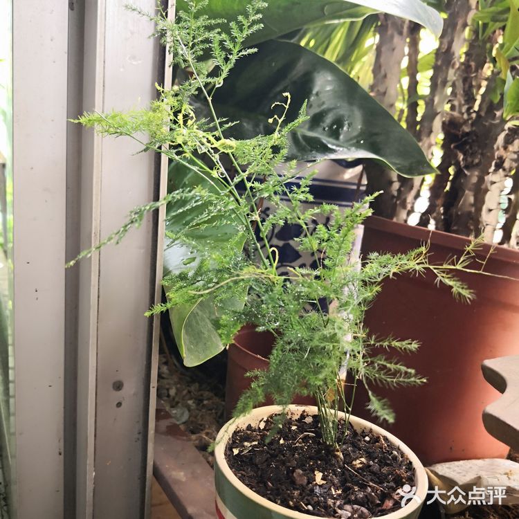 我家阳台的花🌸