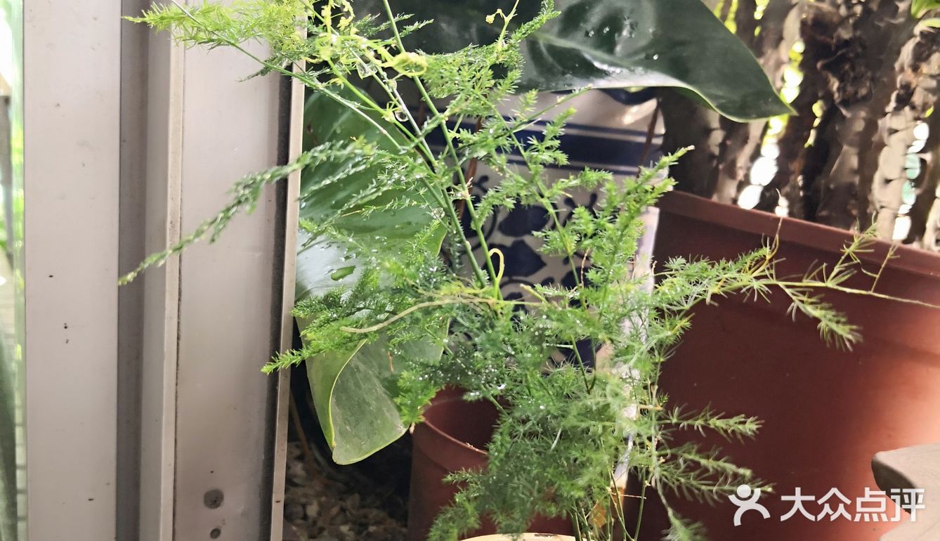 我家阳台的花🌸