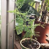 我家阳台的花🌸