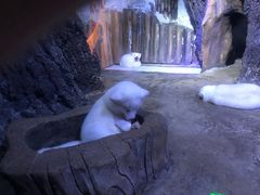 -芜湖新华联大白鲸海洋公园