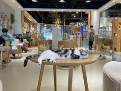-藏猫猫咖啡主题馆(中央大道店)