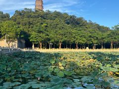 -顺峰山公园