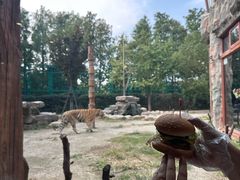 -上海野生动物园老虎餐厅