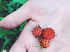 -铁山坪森林公园