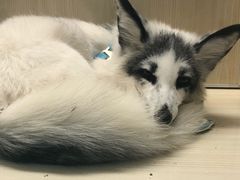 -藦茜花园宠物主题亲子互动体验馆(国顺东路店)