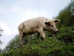 -硗碛藏寨·神木垒景区